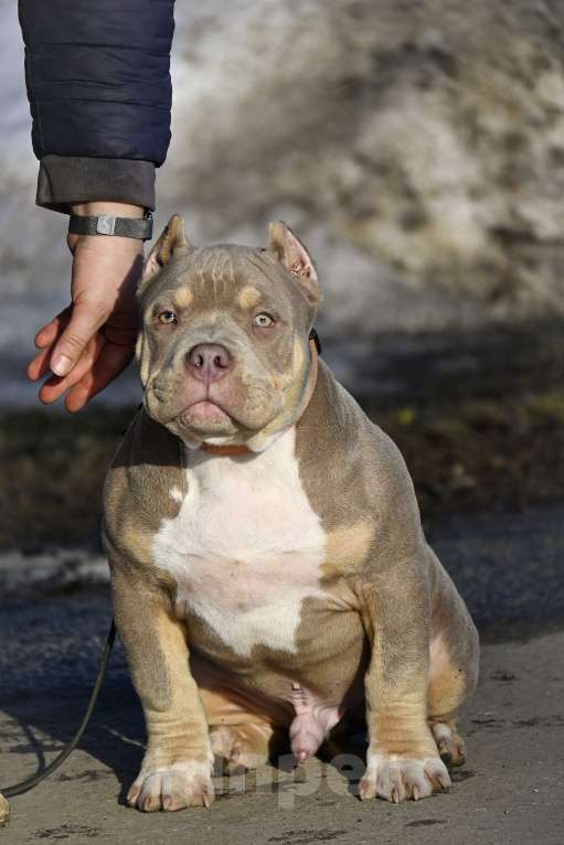 Собаки в Москве: Американский булли подрощеный щенок Мальчик, 100 000 руб. - фото 9