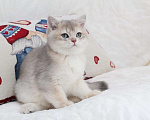 Кошки в Москве: Голубой золотистый британский котенок Мальчик, 80 000 руб. - фото 5