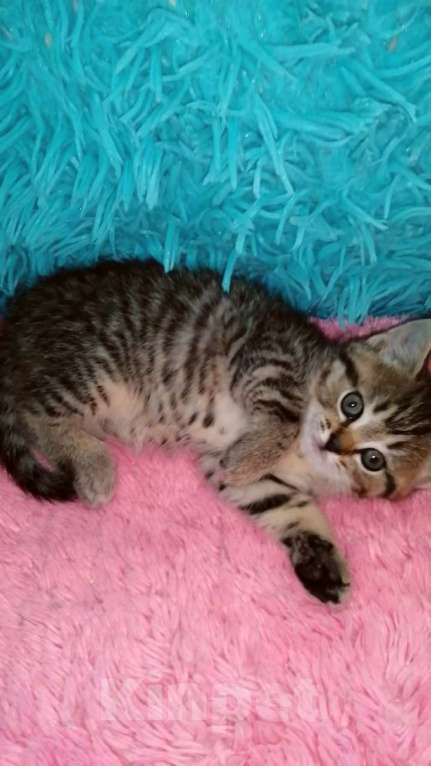 Кошки в Москве: Ш Девочка, 10 000 руб. - фото 1