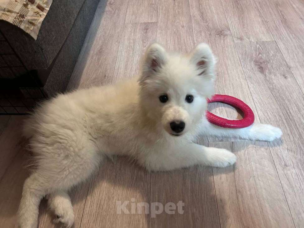 Собаки в Самаре: Отдаем подружку  Девочка, 40 000 руб. - фото 2