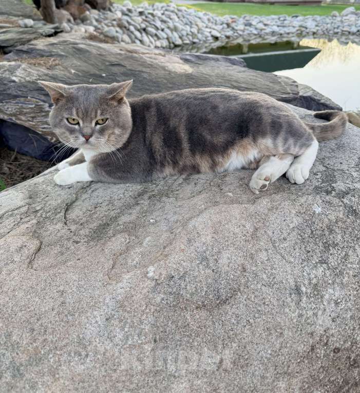 Кошки в Ижевске: Найден кот Мальчик, Бесплатно - фото 4