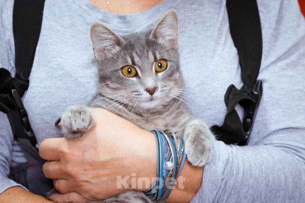 Кошки в Москве: Лапушка ищет дом  Девочка, Бесплатно - фото 1