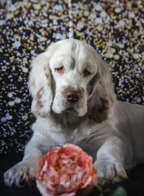 Собаки в Омске: Щенок кламбер спаниеля  Девочка, 90 000 руб. - фото 5