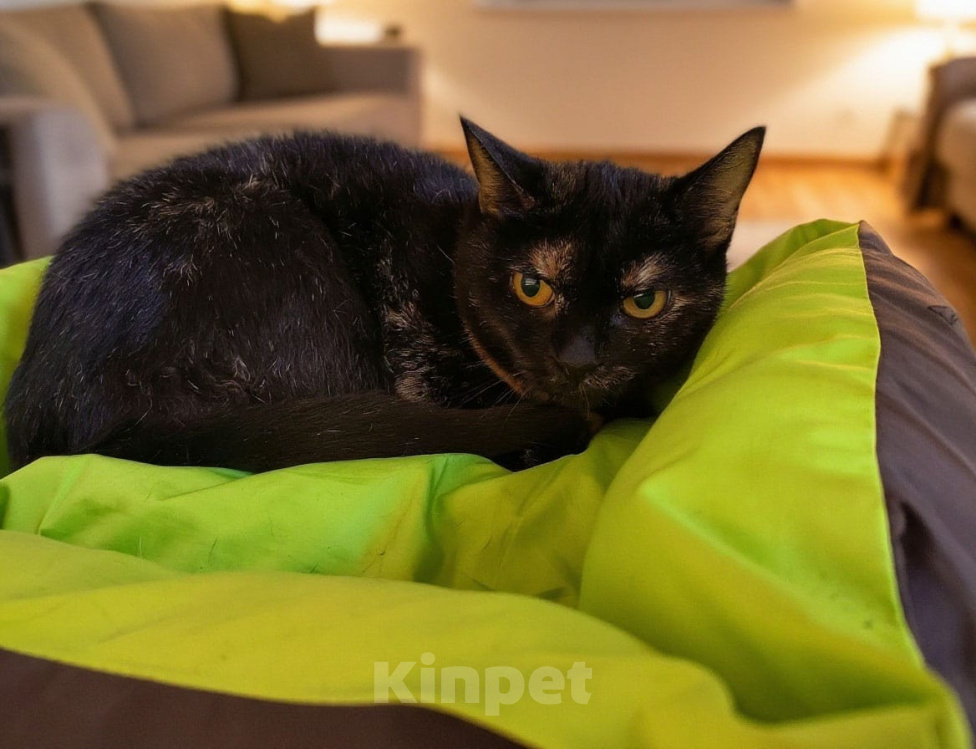 Кошки в Калуге: Кошка Девочка, Бесплатно - фото 2