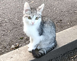 Кошки в Абакане: Котята ищут свой дом Мальчик, Бесплатно - фото 1