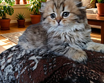 Кошки в Твери: Шотландские котята Скотишь Фолд и Скотишь Страйт Мальчик, Бесплатно - фото 5