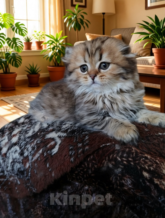 Кошки в Твери: Шотландские котята Скотишь Фолд и Скотишь Страйт Мальчик, Бесплатно - фото 5