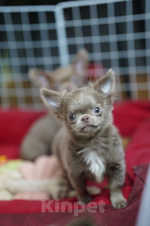 Собаки в Москве: Чихуахуа лиловый парень Мальчик, 70 000 руб. - фото 2