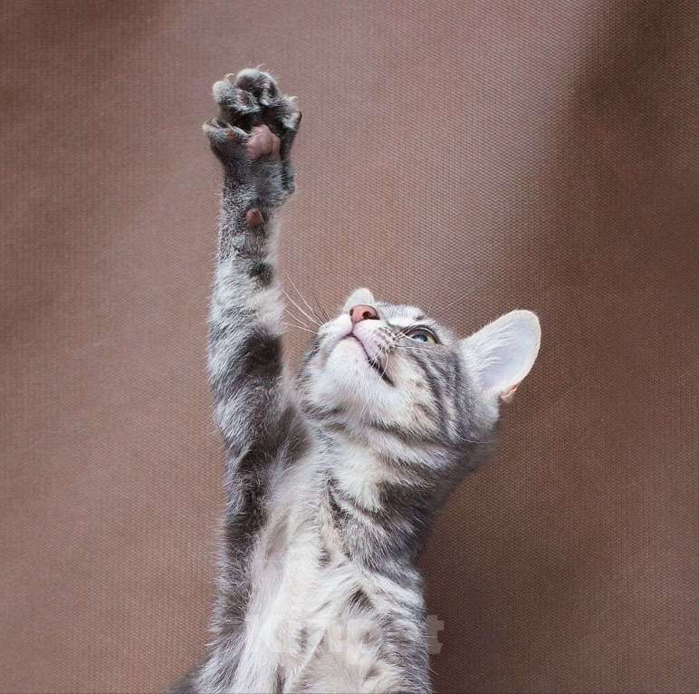 Кошки в Москве: Каким нужно быть, чтобы тебя полюбили? Мальчик, Бесплатно - фото 4