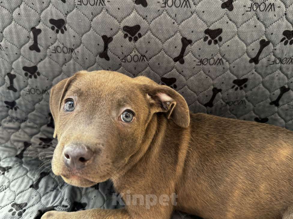 Собаки в Ростове-на-Дону: Питбуль Девочка, 20 000 руб. - фото 2