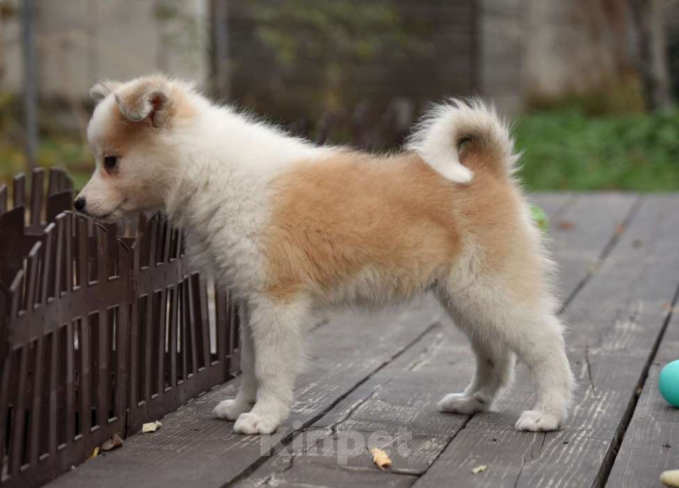 Собаки в Москве: Ненецкая оленегонная лайка, сука Женева. Девочка, 60 000 руб. - фото 3