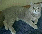 Кошки в Йошкаре-Оле: Вязка, 2 000 руб. - фото 1