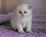 Кошки в Светогорске: Голубоглазый блонд! Мальчик, 15 000 руб. - фото 2