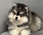 Собаки в Санкт-Петербурге: Шикарный мальчик помски Мальчик, 150 000 руб. - фото 5