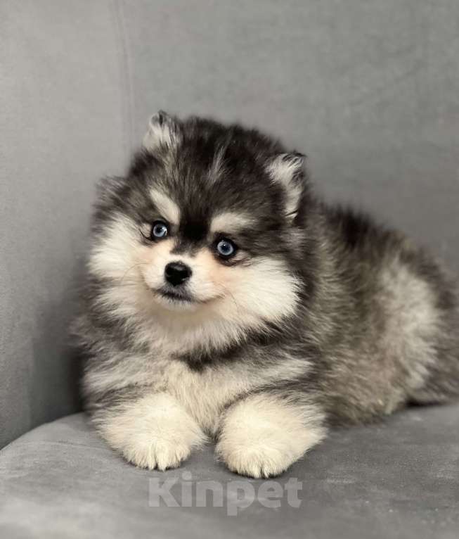 Собаки в Санкт-Петербурге: Шикарный мальчик помски Мальчик, 150 000 руб. - фото 5