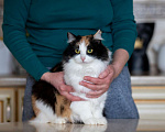 Кошки в Калуге: Трехцветная кошка в добрые руки Девочка, Бесплатно - фото 6