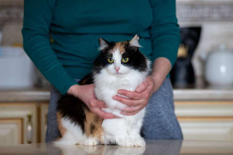 Кошки в Калуге: Трехцветная кошка в добрые руки Девочка, Бесплатно - фото 6