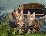 Кошки в Омске: Котята Курильского бобтейла  Мальчик, Бесплатно - фото 3