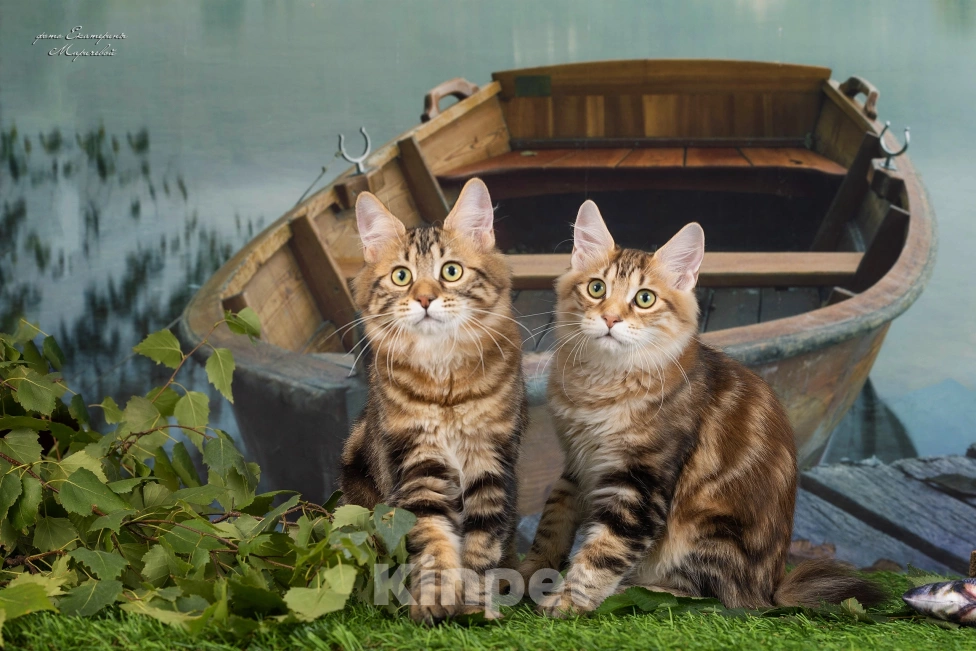 Кошки в Омске: Котята Курильского бобтейла  Мальчик, Бесплатно - фото 3