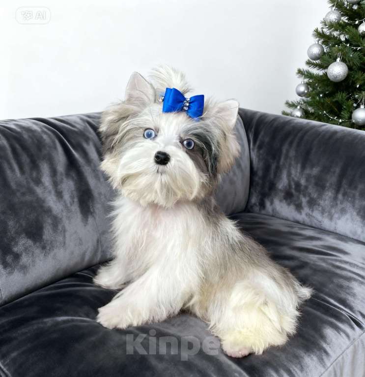 Собаки в Москве: Мраморный йорк с двумя голубыми глазами мальчик Мальчик, 130 000 руб. - фото 5