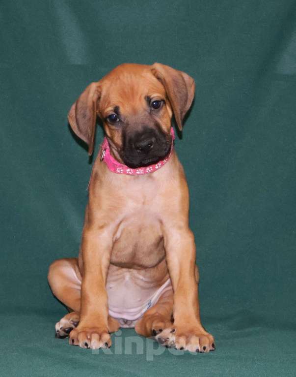 Собаки в Москве: Девочка Родезийского Риджбека  Девочка, 100 000 руб. - фото 1