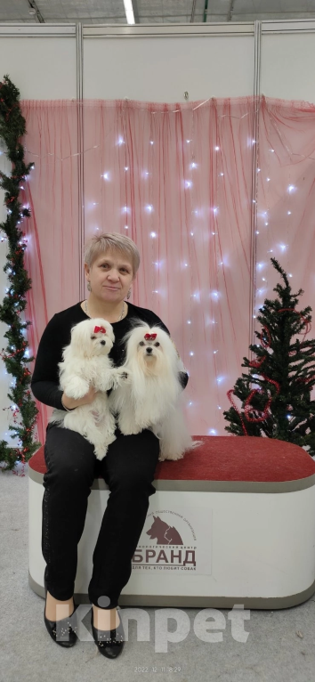 Собаки в Перми: Мальтезе Девочка, 150 000 руб. - фото 1