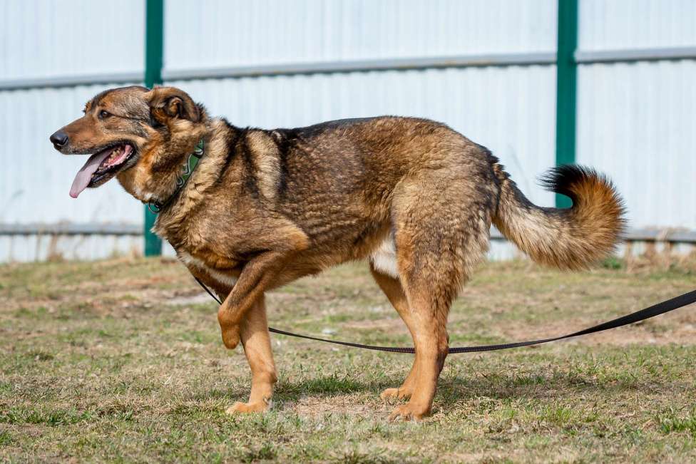 Собаки в Москве: Валик Мальчик, Бесплатно - фото 13