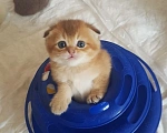 Кошки в Можайске: Котята Скоттиш фолд/страйт Разнополые, Бесплатно - фото 2