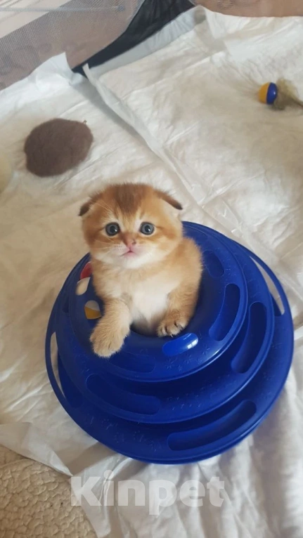 Кошки в Можайске: Котята Скоттиш фолд/страйт Разнополые, Бесплатно - фото 2