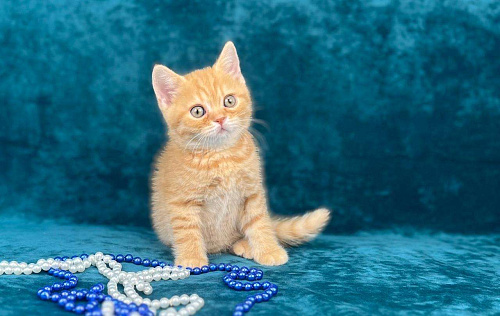 Объявление: Британский котенок, 45 000 руб., Люберцы