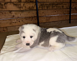 Собаки в Красноярске: Щенок среднеазиатской овчарки (алабай) Мальчик, 50 000 руб. - фото 2