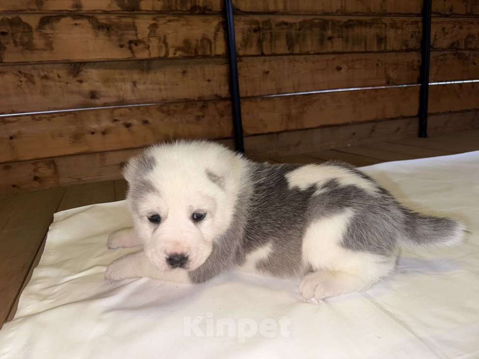 Собаки в Красноярске: Щенок среднеазиатской овчарки (алабай) Мальчик, 50 000 руб. - фото 2