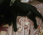 Кошки в Перми: НАШЛИ кошечку никто не ищет  Девочка, Бесплатно - фото 3