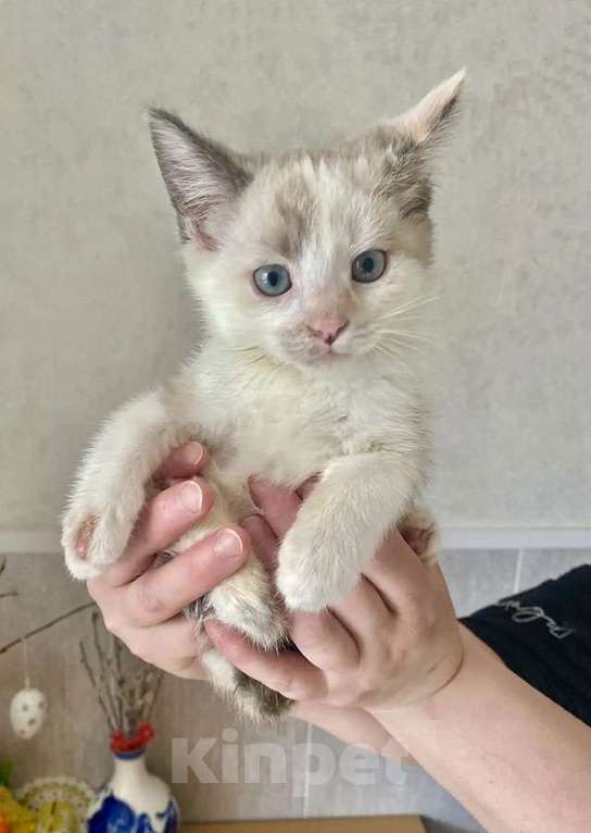 Кошки в Москве: Бесподобные крохи-котята ищут дом Мальчик, Бесплатно - фото 8