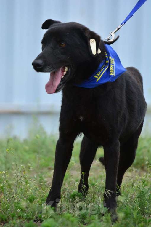 Собаки в Воронеже: Молодой пёс в добрые руки  Мальчик, Бесплатно - фото 2