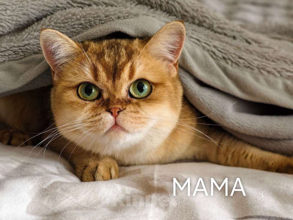 Кошки в других городах Ростовской области: Котята Шотландские золотые шиншиллы Разнополые, 20 000 руб. - фото 6