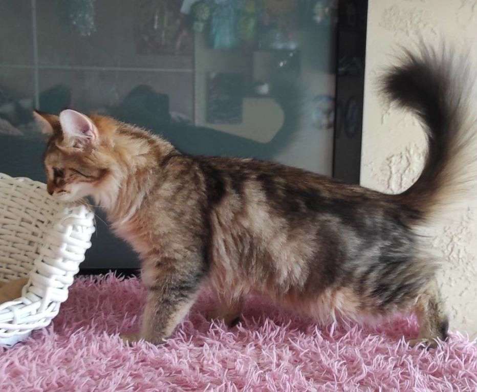 Кошки в Новосибирске: Werba Девочка, 50 000 руб. - фото 8