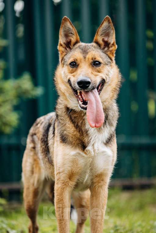Собаки в Москве: Лиса ищет семью  Девочка, Бесплатно - фото 1