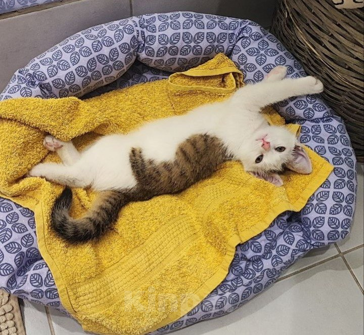 Кошки в Москве: Джони ищет дом Мальчик, Бесплатно - фото 2