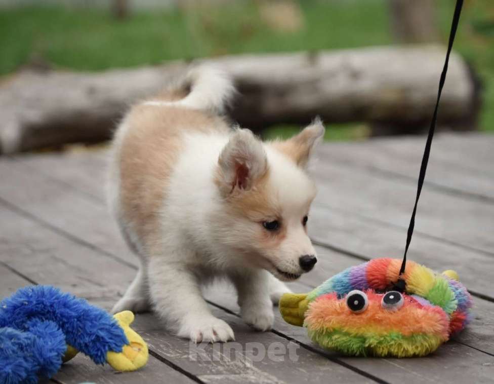 Собаки в Москве: Ненецкая оленегонная лайка, сука Женева. Девочка, 60 000 руб. - фото 6
