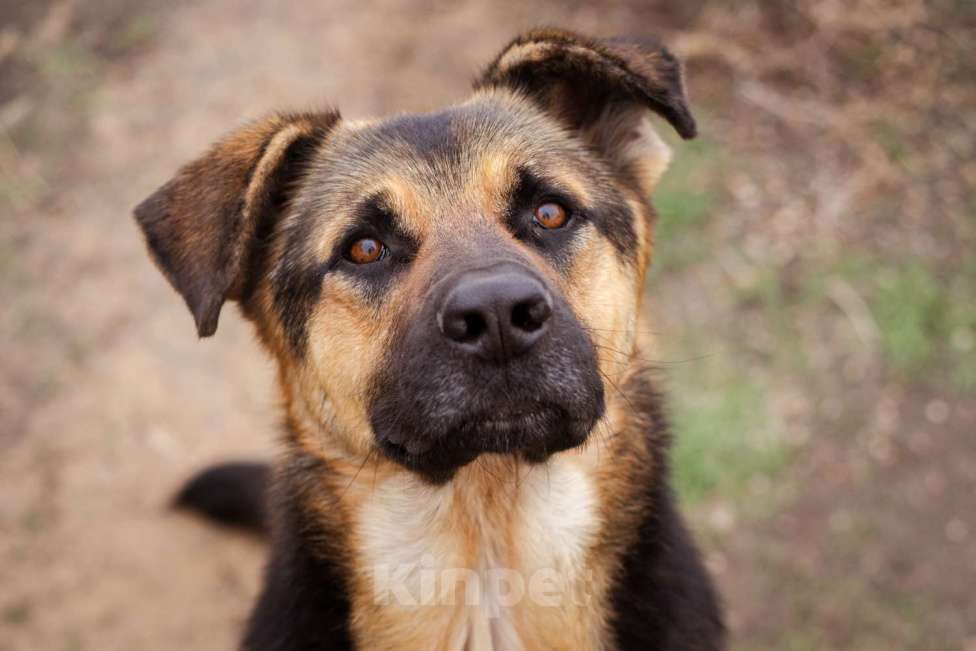 Собаки в Москве: Метис. Очень добрый и человеко-ориентированный мальчик Мальчик, Бесплатно - фото 1