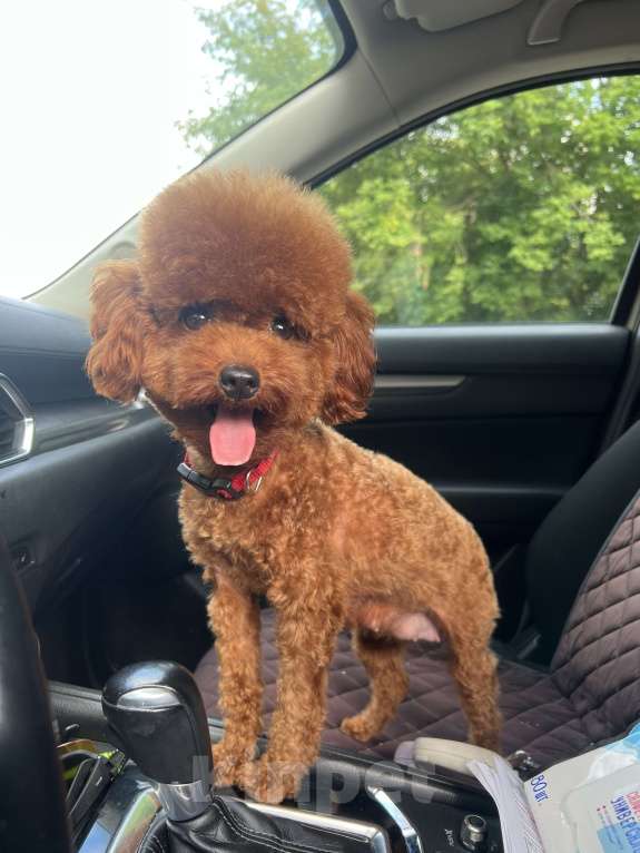 Собаки в Коломне: Тедди 3 икс от китайских родителей  Мальчик, 120 000 руб. - фото 3