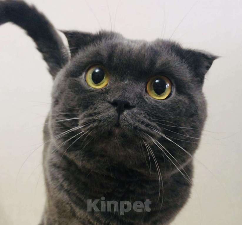Кошки в Малмыже: Вязка с вислоухим котиком, 2 000 руб. - фото 1