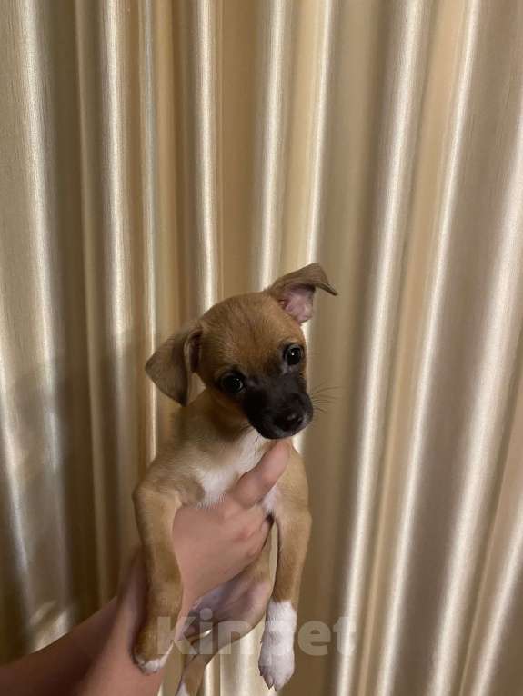 Собаки в Воронеже: Славный щеночек чихуахуа  Мальчик, 10 000 руб. - фото 2