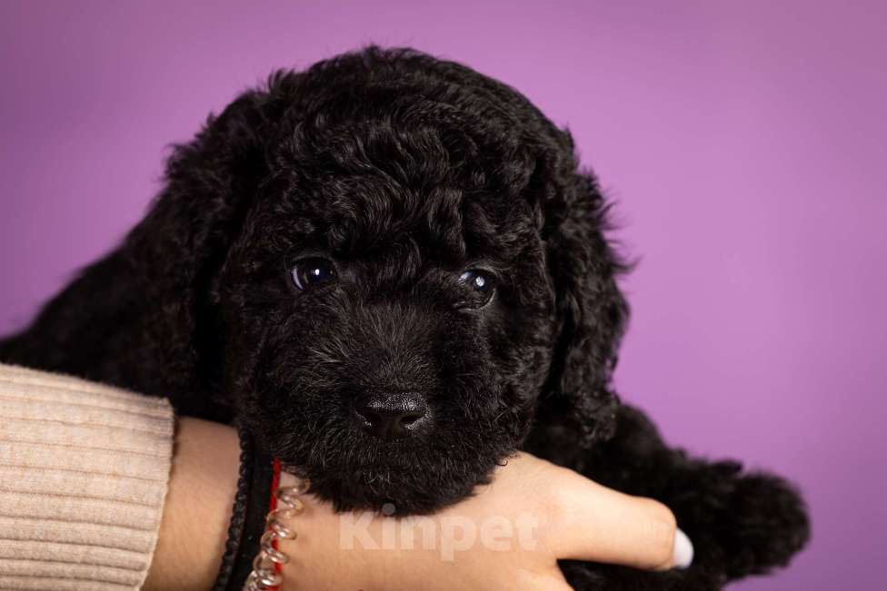 Собаки в Москве: EPIKA THOPH Испанская Водяная собака Девочка, 150 000 руб. - фото 2