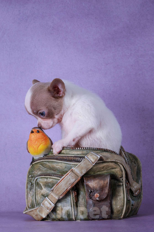 Собаки в Москве: Синеглазый мальчик Мальчик, 40 000 руб. - фото 3