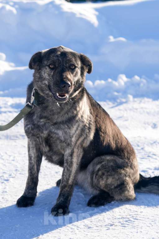 Собаки в Москве: Собака 1,5 года Бетти в добрые руки  Девочка, Бесплатно - фото 5
