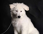 Собаки в других городах Иркутской области: Великолепный щенок Белой Швейцарской Овчарки Мальчик, 65 000 руб. - фото 2