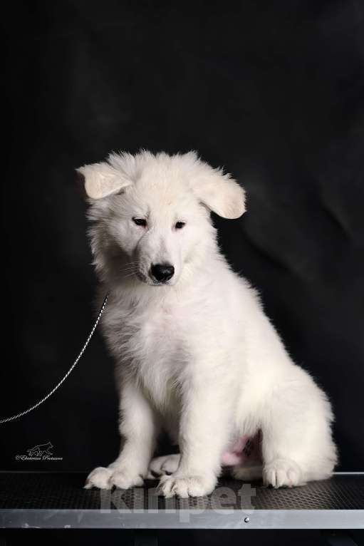Собаки в других городах Иркутской области: Великолепный щенок Белой Швейцарской Овчарки Мальчик, 65 000 руб. - фото 2