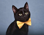 Кошки в Москве: Котенок черный Степа в добрые руки Мальчик, 1 руб. - фото 3